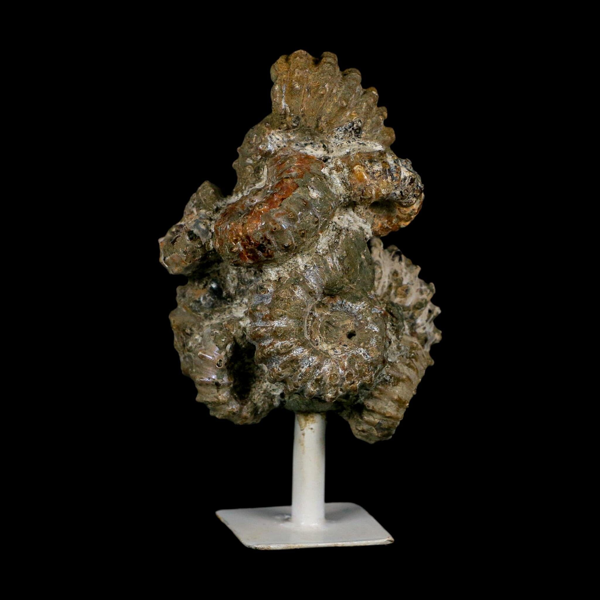 3.6" Douvilleiceras Tractor Ammonite Fossil Cluster on Stand Madagascar Jurassic Age