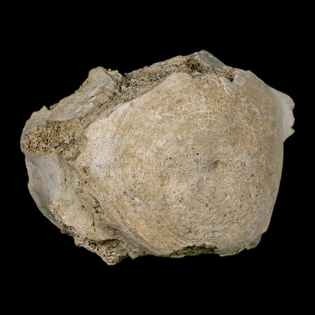 3.8" Brontothere Fossil Vertebrae Bone Eocene Age Badlands S Dakota Titanothere COA