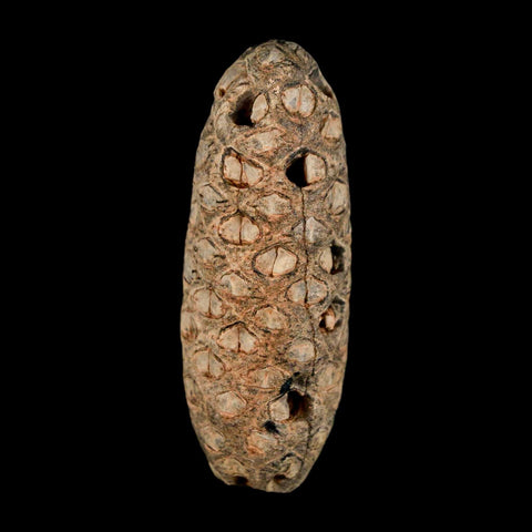 XL 2.1" Fossil Pine Cone Equicalastrobus Replaced By Agate Eocene Age Seeds Fruit