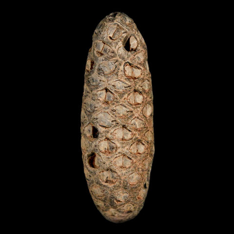 XL 2.1" Fossil Pine Cone Equicalastrobus Replaced By Agate Eocene Age Seeds Fruit