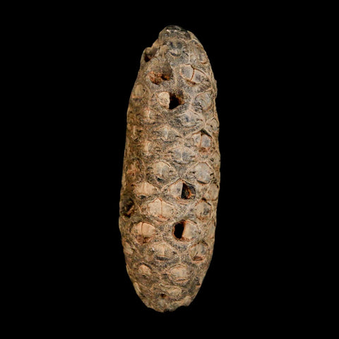 XL 2.1" Fossil Pine Cone Equicalastrobus Replaced By Agate Eocene Age Seeds Fruit