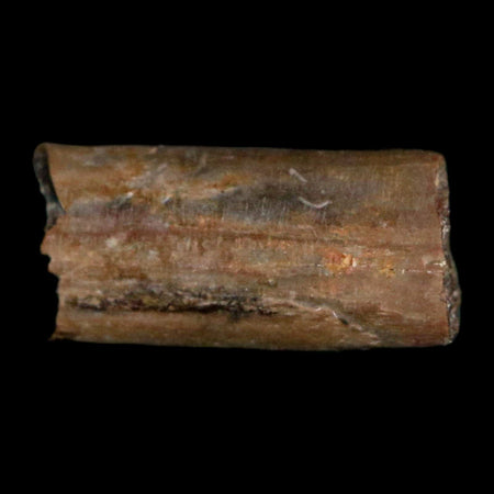 0.4" Dimetrodon Sail Spine Bone Fossil Permian Age Waurika Oklahoma COA, Display
