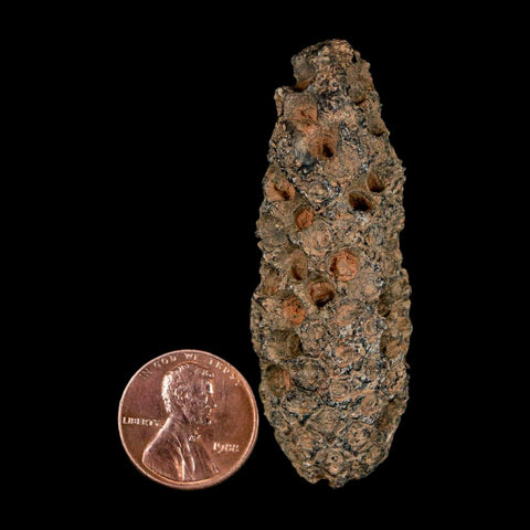 XL 2.4" Fossil Pine Cone Equicalastrobus Replaced By Agate Eocene Age Seeds Fruit - Fossil Age Minerals