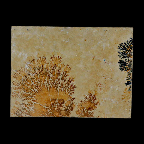 3.1" Pyrolusite Dendritic Sandstone Solnhofen Upper Jurassic Age West Germany - Fossil Age Minerals