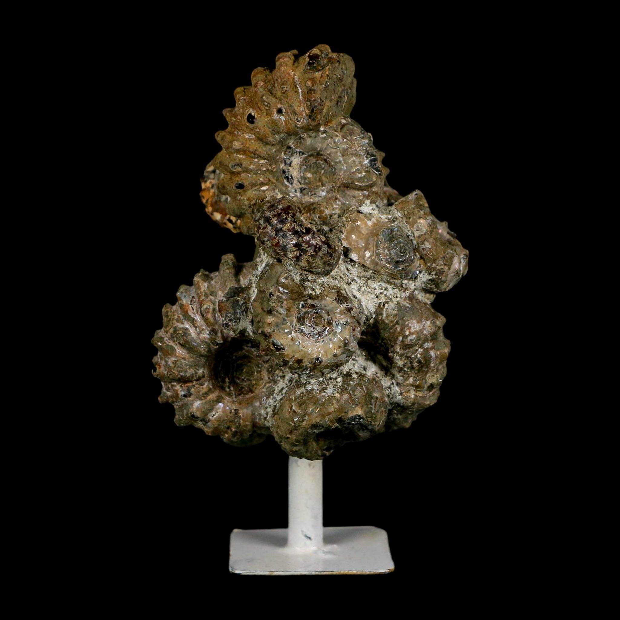 3.6" Douvilleiceras Tractor Ammonite Fossil Cluster on Stand Madagascar Jurassic Age