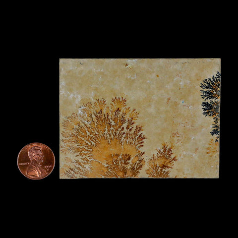 3.1" Pyrolusite Dendritic Sandstone Solnhofen Upper Jurassic Age West Germany - Fossil Age Minerals