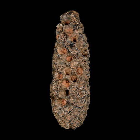 XL 2.4" Fossil Pine Cone Equicalastrobus Replaced By Agate Eocene Age Seeds Fruit - Fossil Age Minerals
