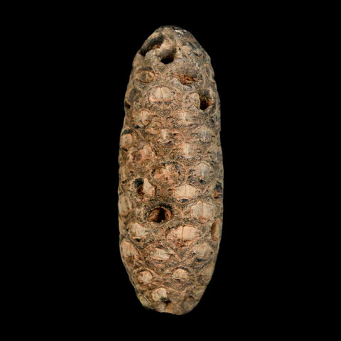 XL 2.1" Fossil Pine Cone Equicalastrobus Replaced By Agate Eocene Age Seeds Fruit