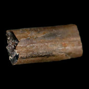 0.4" Dimetrodon Sail Spine Bone Fossil Permian Age Waurika Oklahoma COA, Display