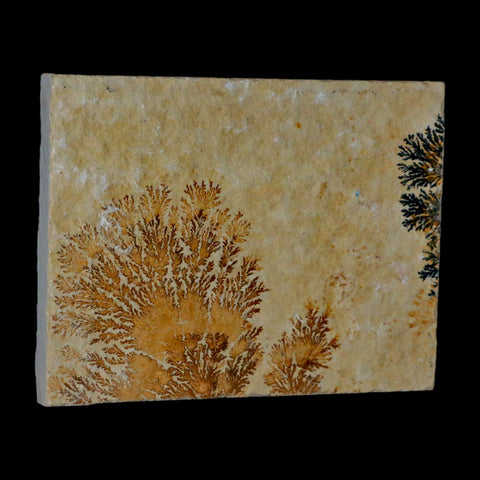 3.1" Pyrolusite Dendritic Sandstone Solnhofen Upper Jurassic Age West Germany - Fossil Age Minerals