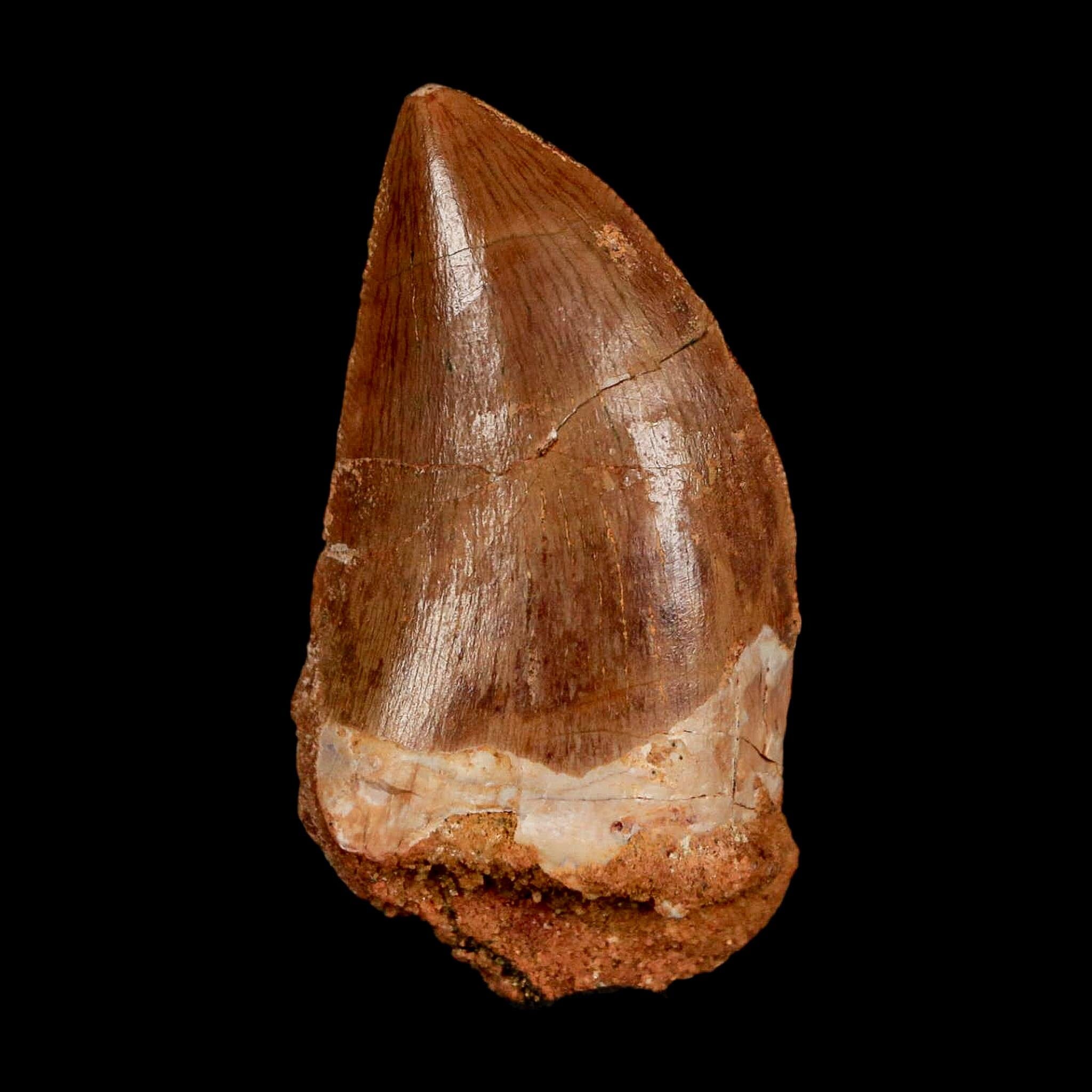 1.8" Carcharodontosaurus Fossil Tooth Cretaceous Dinosaur Morocco COA Stand - Fossil Age Minerals