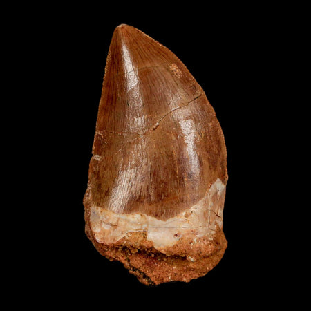 1.8" Carcharodontosaurus Fossil Tooth Cretaceous Dinosaur Morocco COA Stand