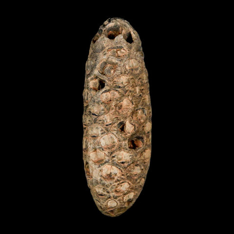 XL 2.1" Fossil Pine Cone Equicalastrobus Replaced By Agate Eocene Age Seeds Fruit
