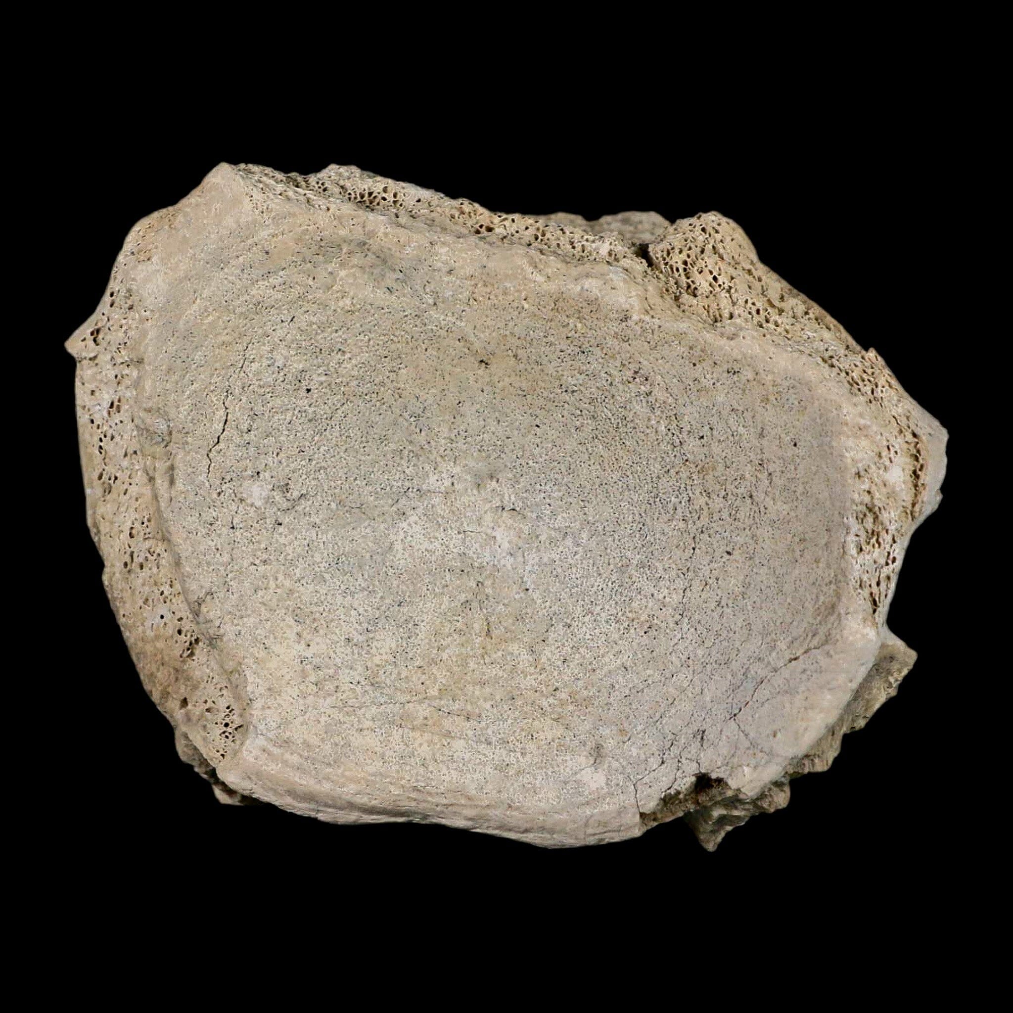3.8" Brontothere Fossil Vertebrae Bone Eocene Age Badlands S Dakota Titanothere COA - Fossil Age Minerals