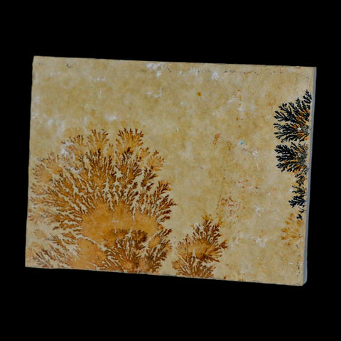 3.1" Pyrolusite Dendritic Sandstone Solnhofen Upper Jurassic Age West Germany - Fossil Age Minerals