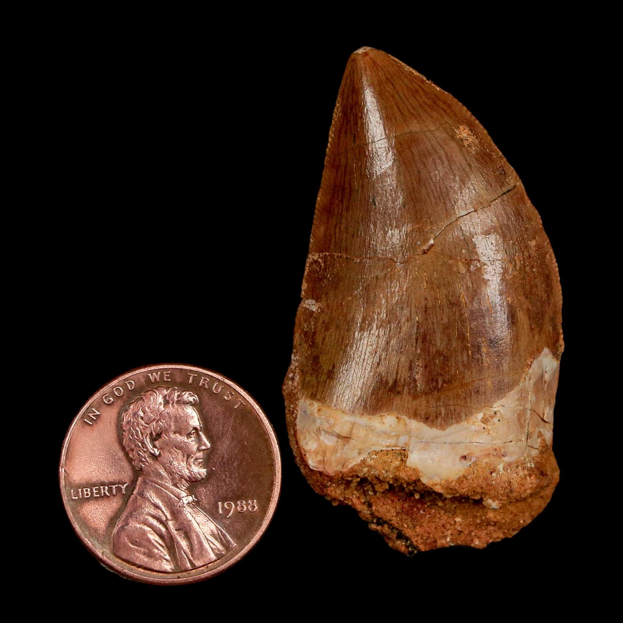1.8" Carcharodontosaurus Fossil Tooth Cretaceous Dinosaur Morocco COA Stand - Fossil Age Minerals