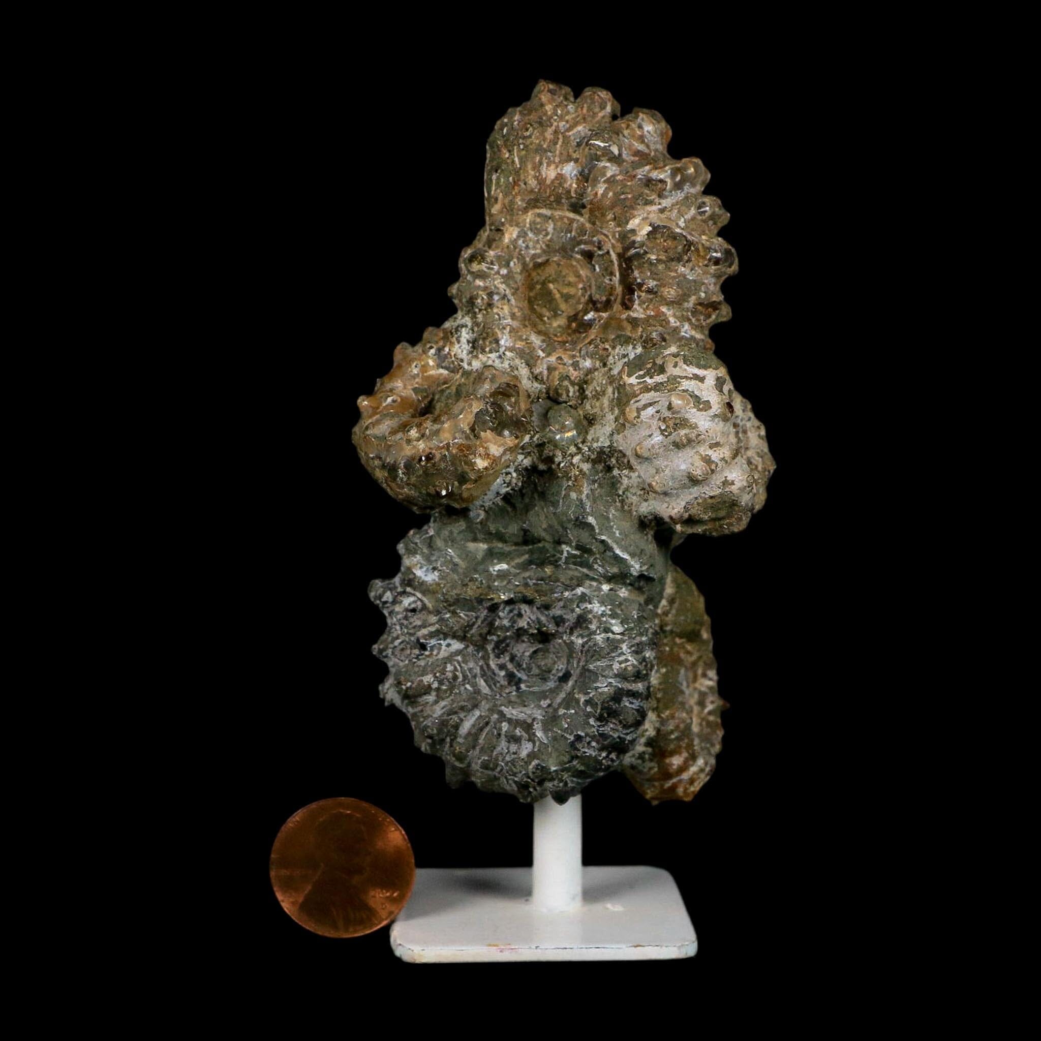 4.3" Douvilleiceras Tractor Ammonite Fossil Cluster on Stand Madagascar Jurassic Age