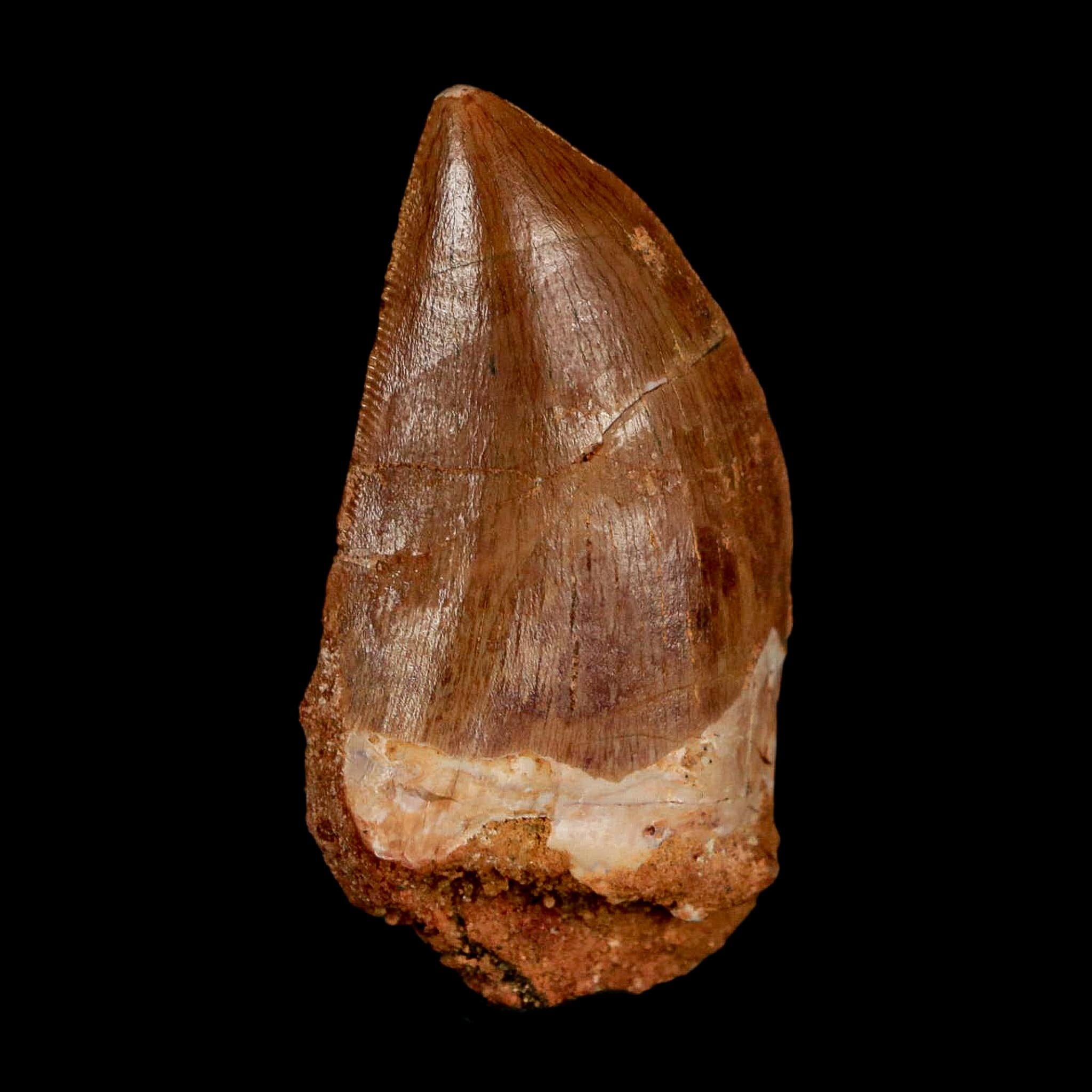 1.8" Carcharodontosaurus Fossil Tooth Cretaceous Dinosaur Morocco COA Stand - Fossil Age Minerals