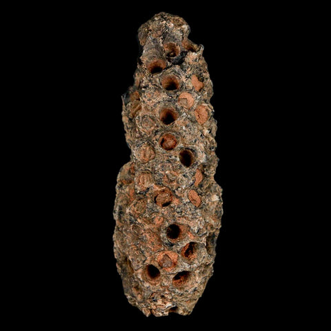 XL 2.4" Fossil Pine Cone Equicalastrobus Replaced By Agate Eocene Age Seeds Fruit - Fossil Age Minerals