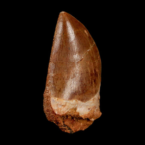 1.8" Carcharodontosaurus Fossil Tooth Cretaceous Dinosaur Morocco COA Stand - Fossil Age Minerals