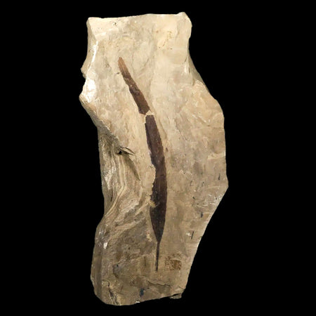 3.7" Highly Detailed Populus Tidwellii Fossil Plant Leaf Eocene Age Green River Utah