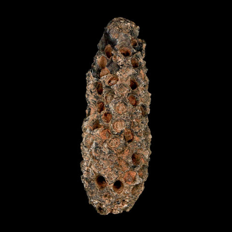 XL 2.4" Fossil Pine Cone Equicalastrobus Replaced By Agate Eocene Age Seeds Fruit - Fossil Age Minerals