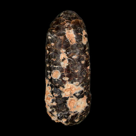 XL 2.2" Fossil Pine Cone Equicalastrobus Replaced By Agate Eocene Age Seeds Fruit