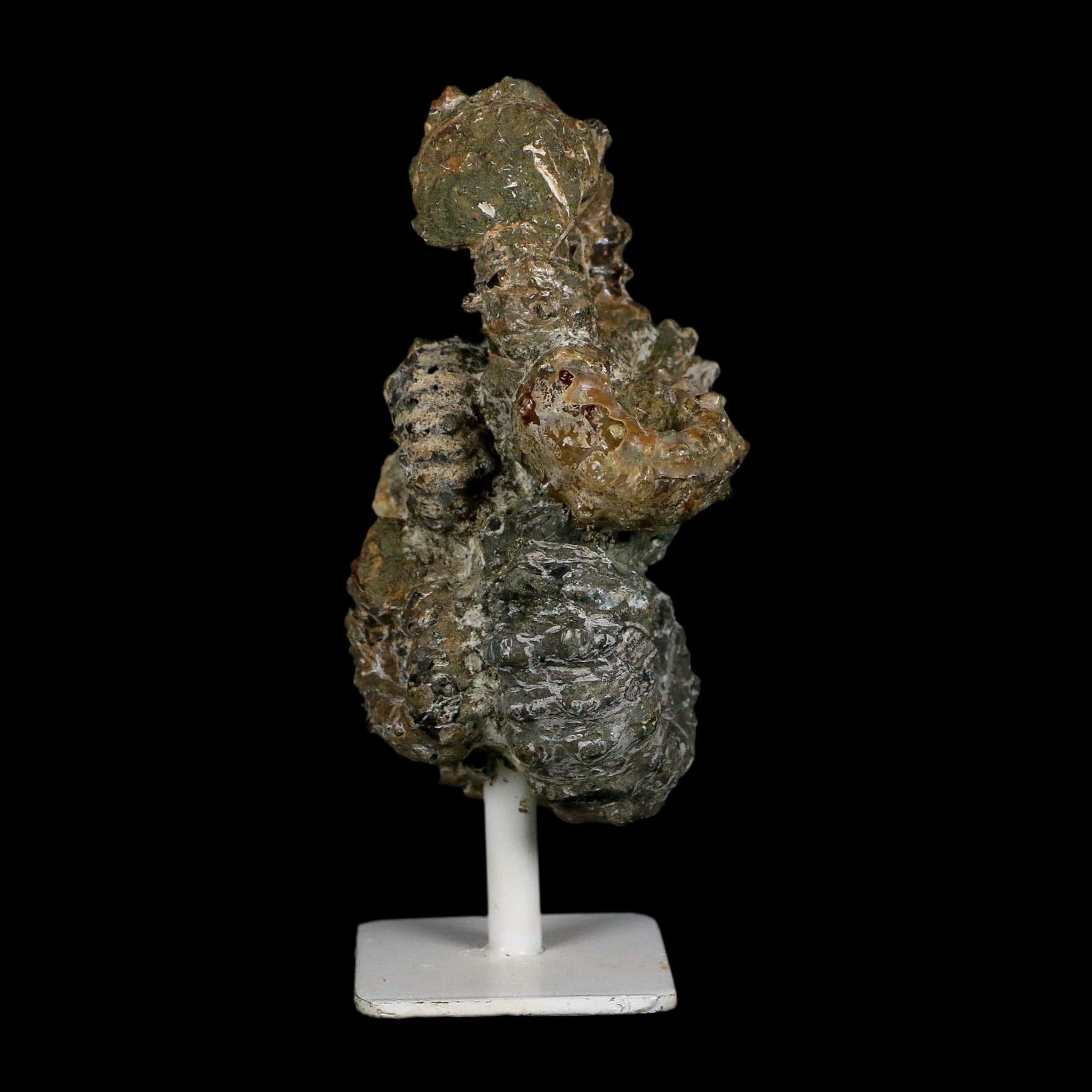 4.3" Douvilleiceras Tractor Ammonite Fossil Cluster on Stand Madagascar Jurassic Age