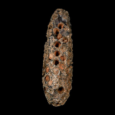 XL 2.4" Fossil Pine Cone Equicalastrobus Replaced By Agate Eocene Age Seeds Fruit