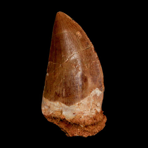 1.8" Carcharodontosaurus Fossil Tooth Cretaceous Dinosaur Morocco COA Stand - Fossil Age Minerals