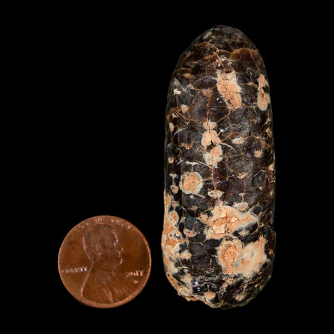 XL 2.2" Fossil Pine Cone Equicalastrobus Replaced By Agate Eocene Age Seeds Fruit