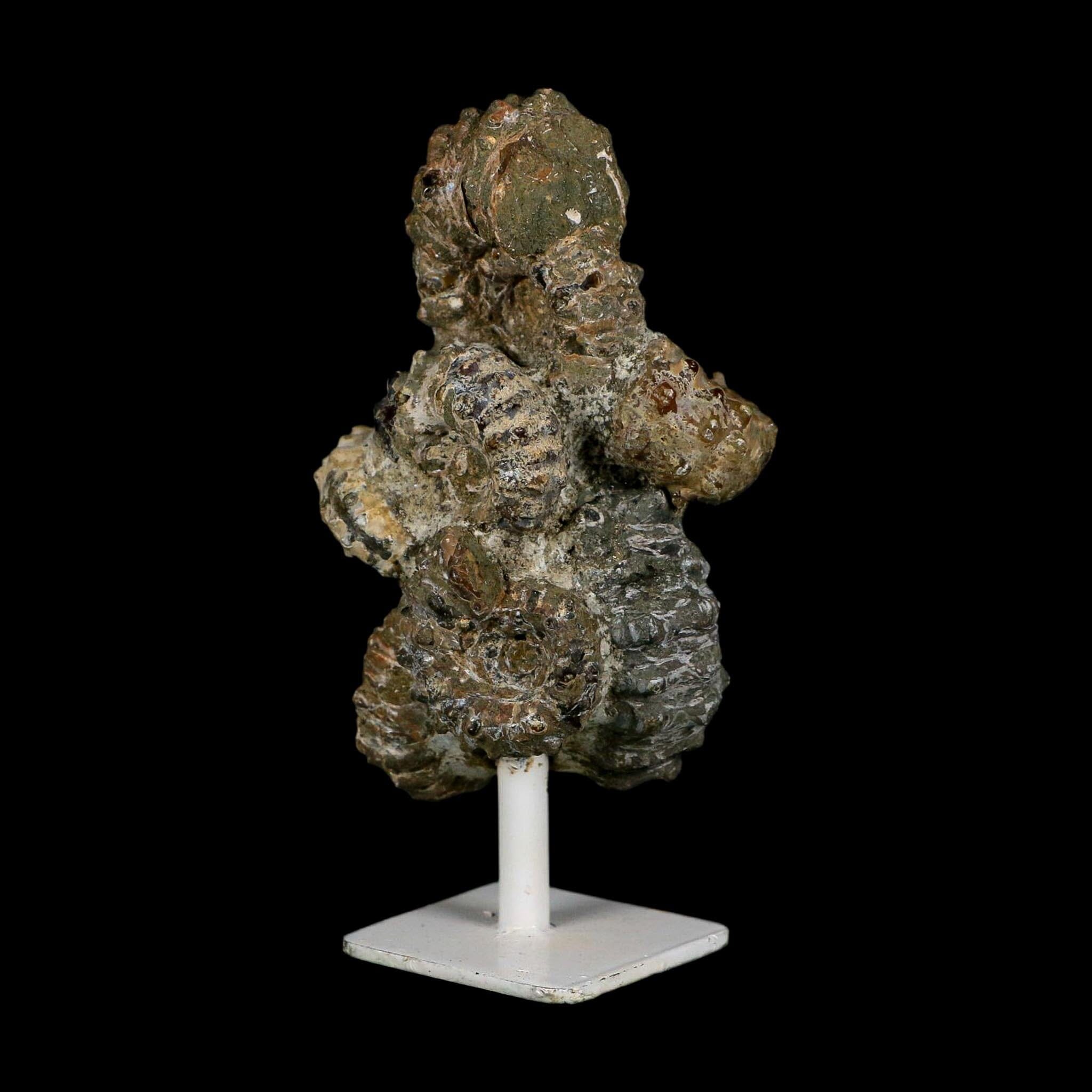4.3" Douvilleiceras Tractor Ammonite Fossil Cluster on Stand Madagascar Jurassic Age