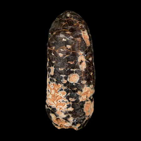 XL 2.2" Fossil Pine Cone Equicalastrobus Replaced By Agate Eocene Age Seeds Fruit