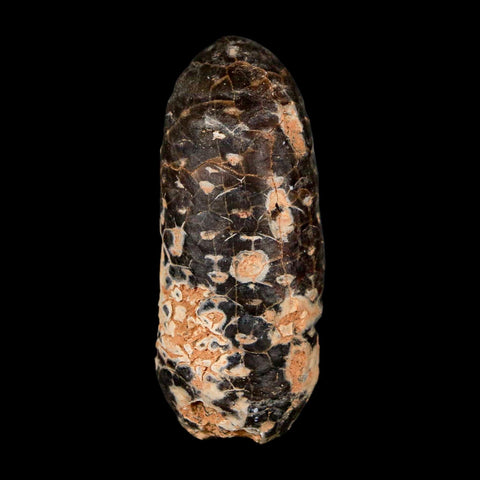 XL 2.2" Fossil Pine Cone Equicalastrobus Replaced By Agate Eocene Age Seeds Fruit