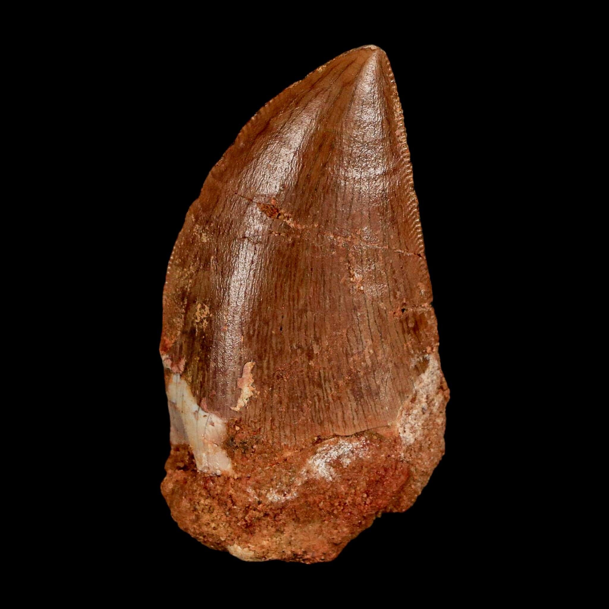 1.8" Carcharodontosaurus Fossil Tooth Cretaceous Dinosaur Morocco COA Stand - Fossil Age Minerals