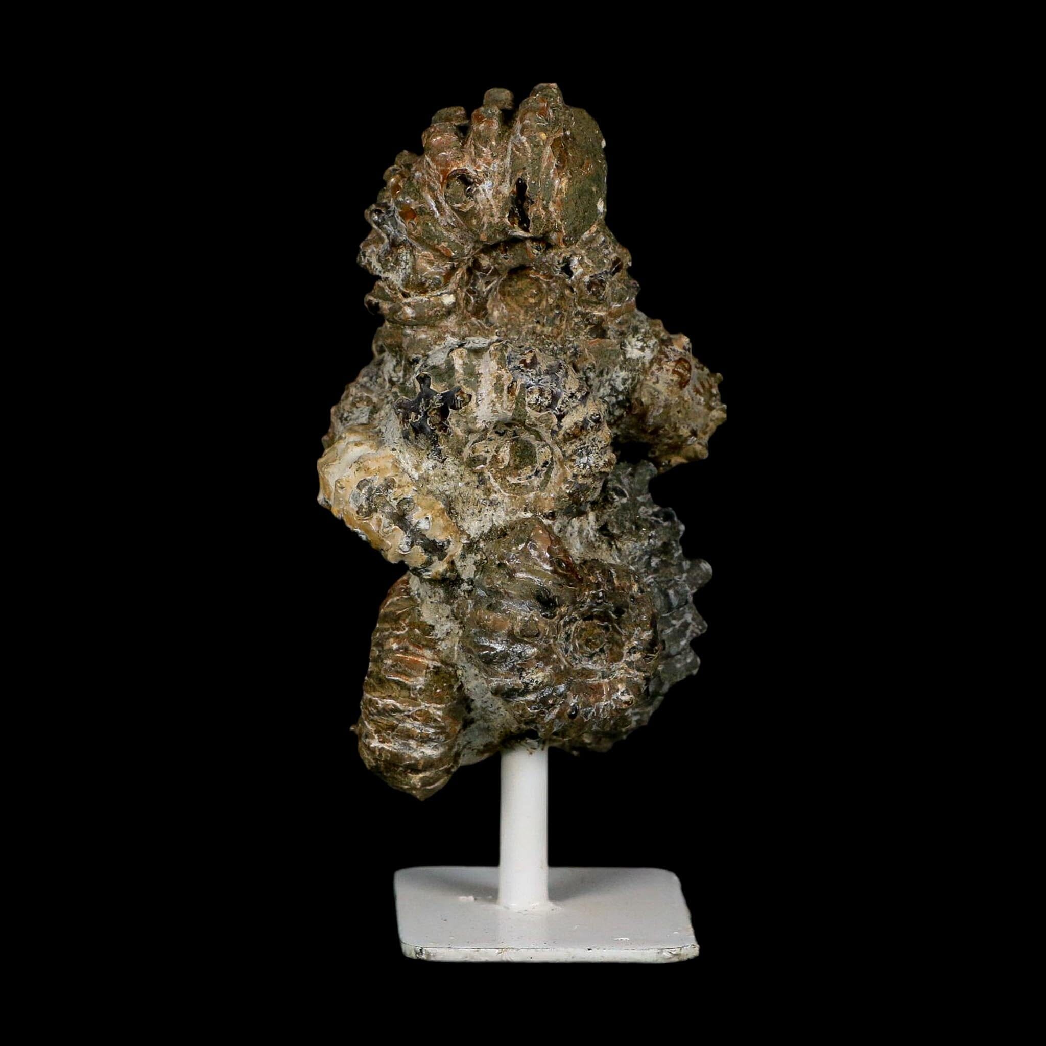 4.3" Douvilleiceras Tractor Ammonite Fossil Cluster on Stand Madagascar Jurassic Age