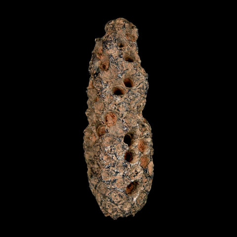 XL 2.4" Fossil Pine Cone Equicalastrobus Replaced By Agate Eocene Age Seeds Fruit - Fossil Age Minerals