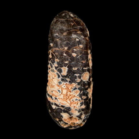 XL 2.2" Fossil Pine Cone Equicalastrobus Replaced By Agate Eocene Age Seeds Fruit