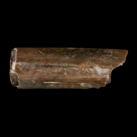 0.5" Dimetrodon Sail Spine Bone Fossil Permian Age Waurika Oklahoma COA, Display - Fossil Age Minerals