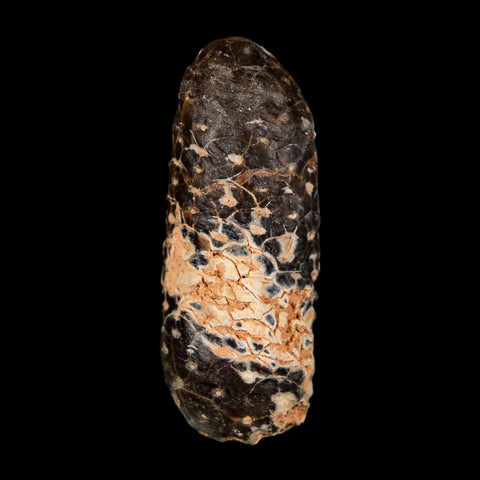 XL 2.2" Fossil Pine Cone Equicalastrobus Replaced By Agate Eocene Age Seeds Fruit