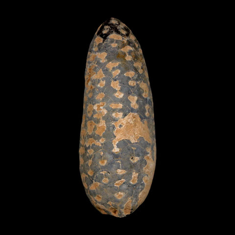 XL 2.1" Fossil Pine Cone Equicalastrobus Replaced By Agate Eocene Age Seeds Fruit - Fossil Age Minerals