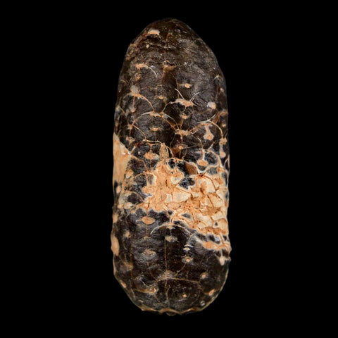 XL 2.2" Fossil Pine Cone Equicalastrobus Replaced By Agate Eocene Age Seeds Fruit
