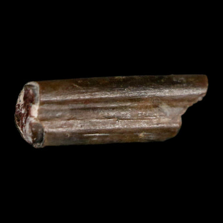 0.5" Dimetrodon Sail Spine Bone Fossil Permian Age Waurika Oklahoma COA, Display