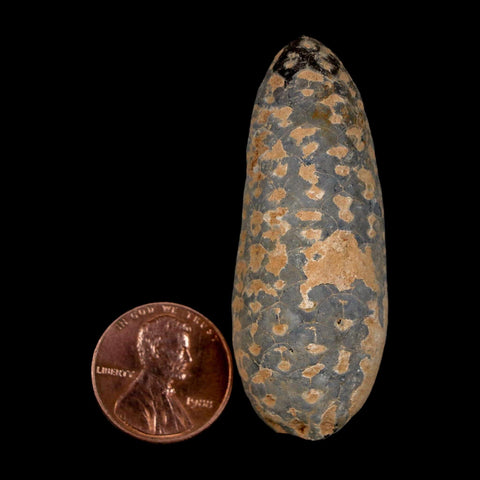 XL 2.1" Fossil Pine Cone Equicalastrobus Replaced By Agate Eocene Age Seeds Fruit - Fossil Age Minerals