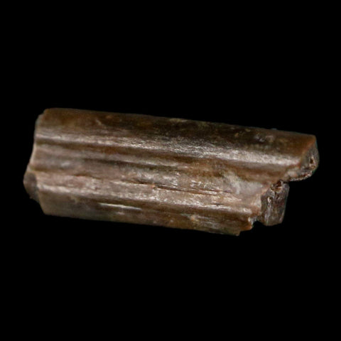 0.5" Dimetrodon Sail Spine Bone Fossil Permian Age Waurika Oklahoma COA, Display - Fossil Age Minerals