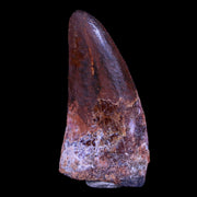 1.6" Carcharodontosaurus Fossil Tooth Cretaceous Theropod Dinosaur Stand, COA