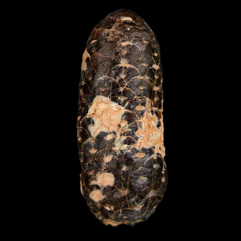 XL 2.2" Fossil Pine Cone Equicalastrobus Replaced By Agate Eocene Age Seeds Fruit