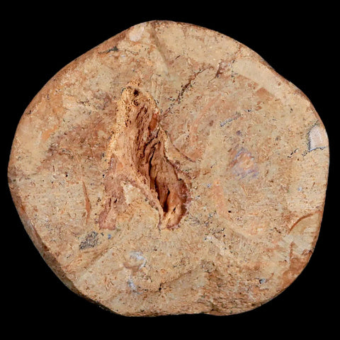 56MM Pygurus Marmonti Sea Urchin Fossil Sand Dollar Jurassic Age Madagascar - Fossil Age Minerals