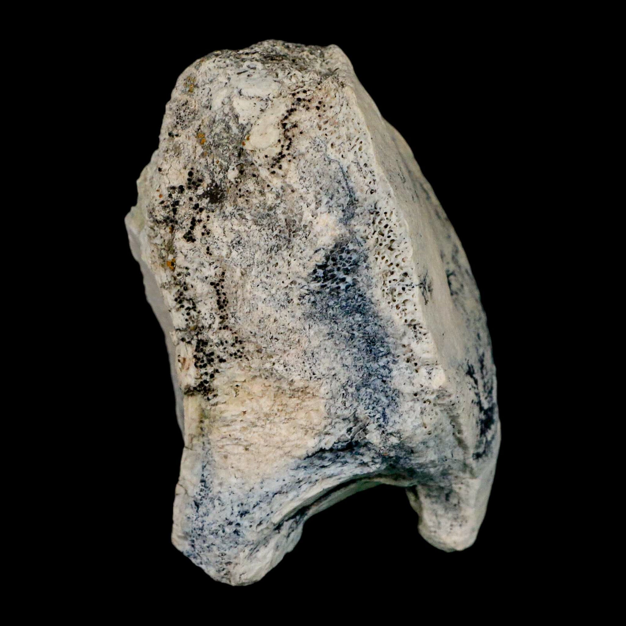 3.1" Brontothere Fossil Vertebrae Bone Eocene Age Badlands S Dakota Titanothere COA - Fossil Age Minerals