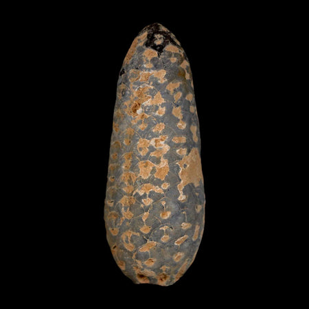 XL 2.1" Fossil Pine Cone Equicalastrobus Replaced By Agate Eocene Age Seeds Fruit
